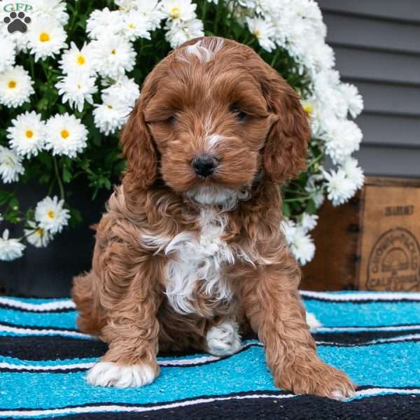 Nora, Cockapoo Puppy